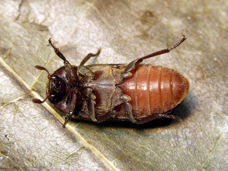 Dermestes bicolor, Dermestidae